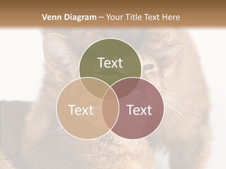 Staring Dreaminess Single PowerPoint Template