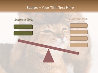 Staring Dreaminess Single PowerPoint Template