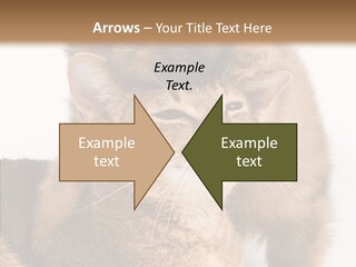 Staring Dreaminess Single PowerPoint Template