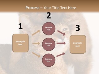 Staring Dreaminess Single PowerPoint Template