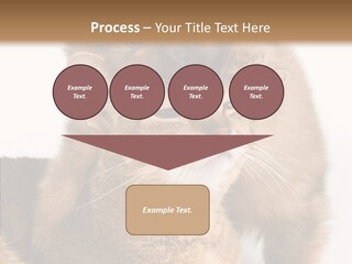 Staring Dreaminess Single PowerPoint Template