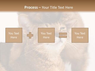 Staring Dreaminess Single PowerPoint Template
