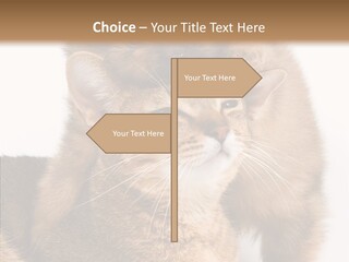 Staring Dreaminess Single PowerPoint Template