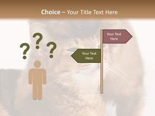 Staring Dreaminess Single PowerPoint Template