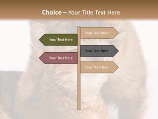 Staring Dreaminess Single PowerPoint Template