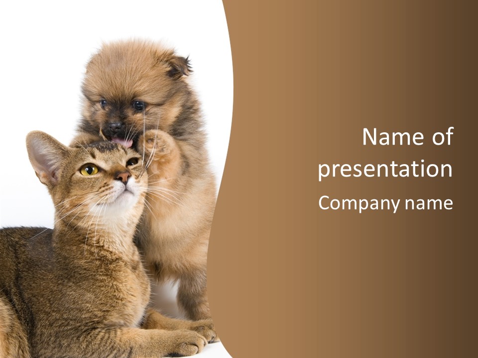 Dreaminess Cat Staring PowerPoint Template