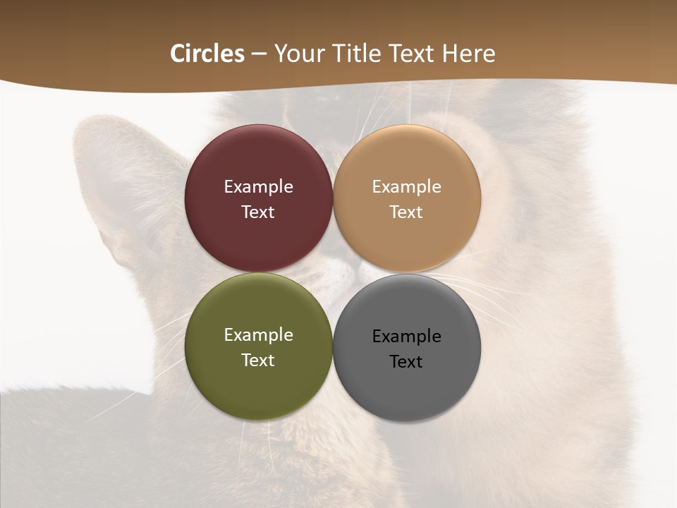 Dreaminess Cat Staring PowerPoint Template