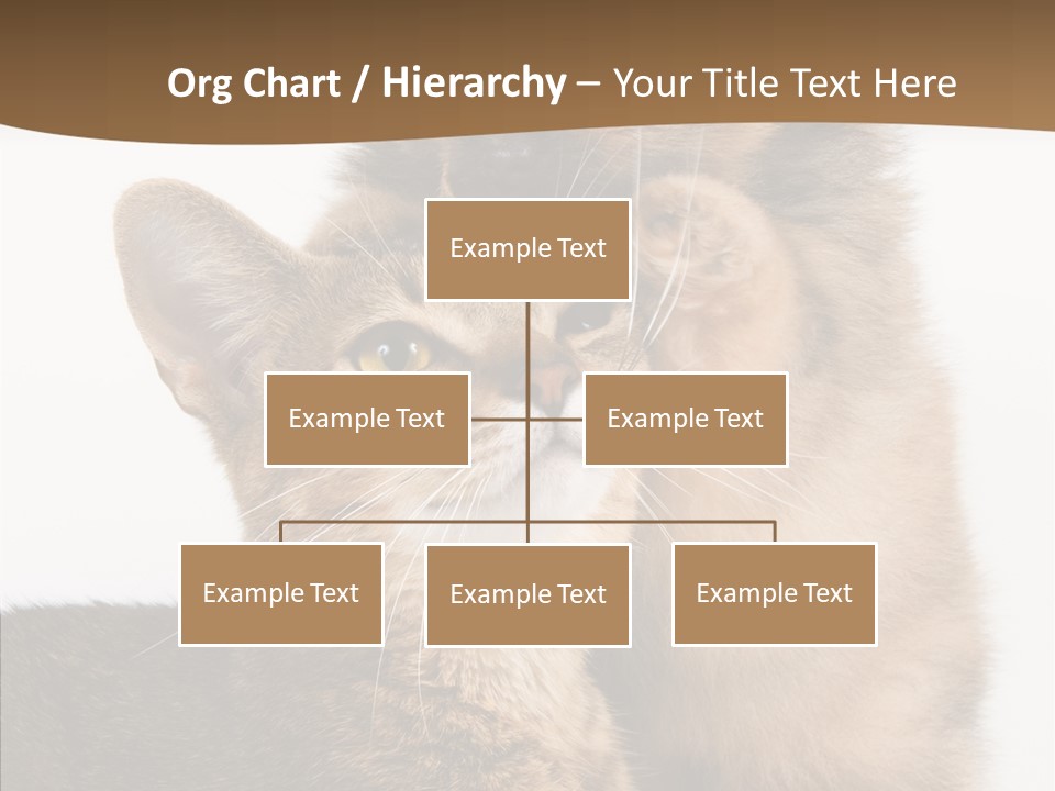 Dreaminess Cat Staring PowerPoint Template