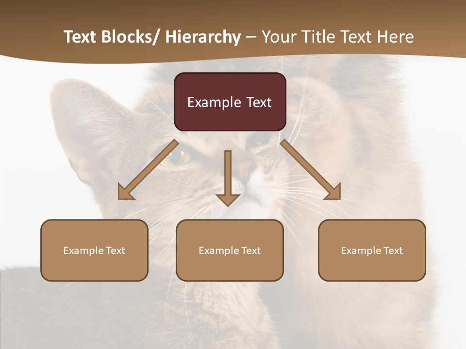 Dreaminess Cat Staring PowerPoint Template