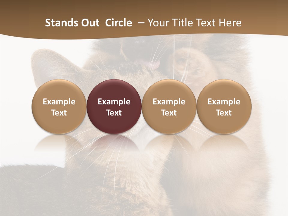 Dreaminess Cat Staring PowerPoint Template