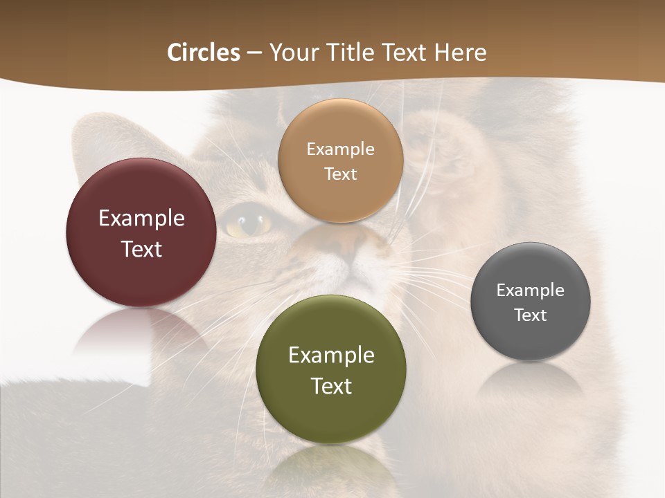 Dreaminess Cat Staring PowerPoint Template
