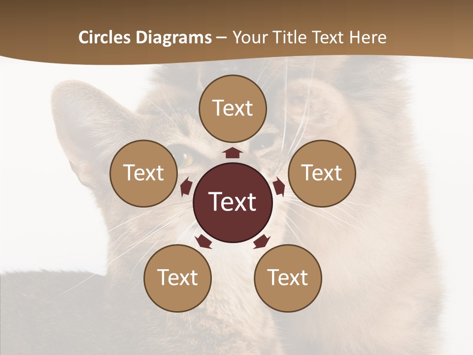 Dreaminess Cat Staring PowerPoint Template