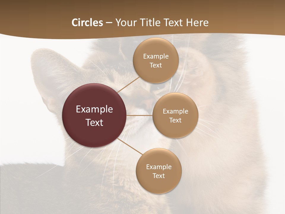 Dreaminess Cat Staring PowerPoint Template