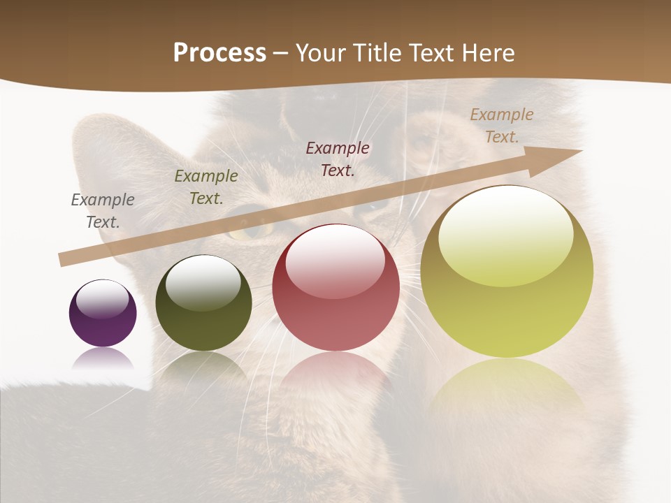 Dreaminess Cat Staring PowerPoint Template