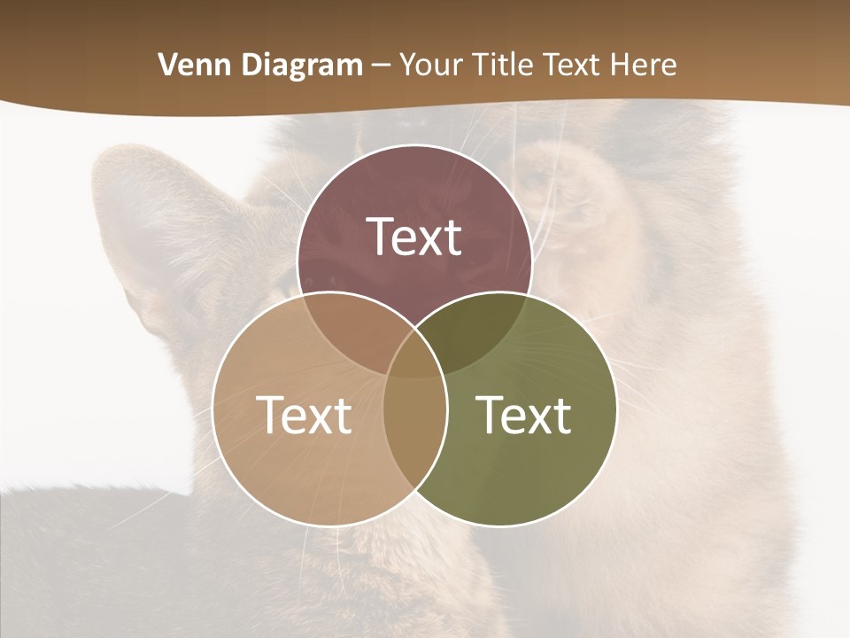 Dreaminess Cat Staring PowerPoint Template