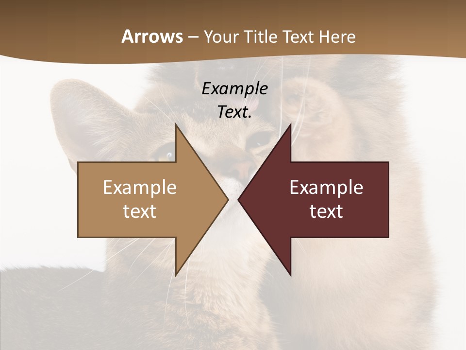 Dreaminess Cat Staring PowerPoint Template