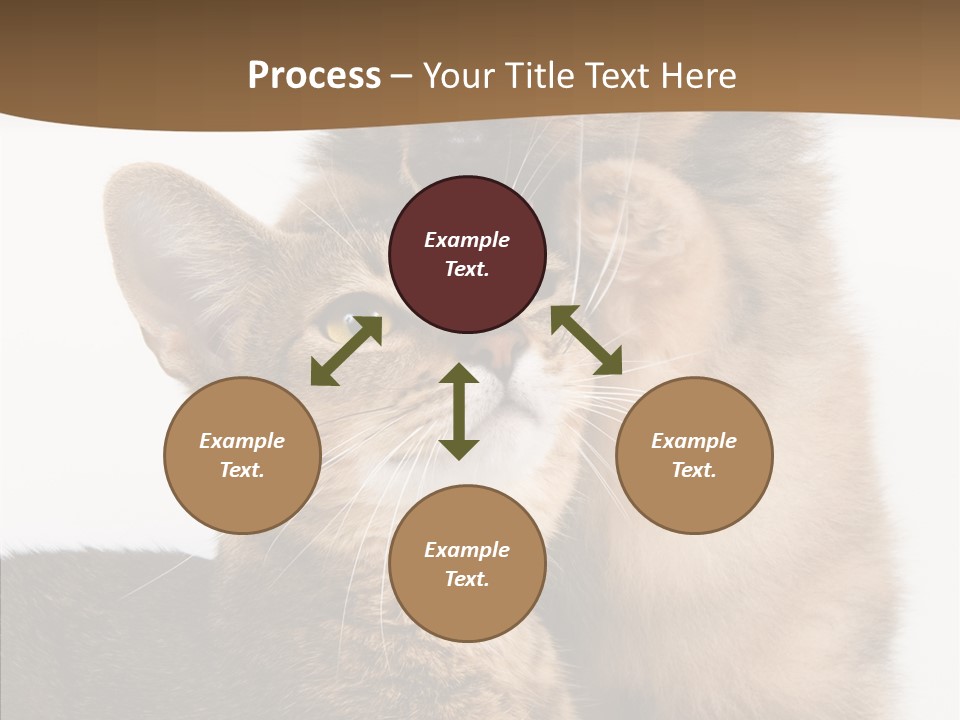 Dreaminess Cat Staring PowerPoint Template
