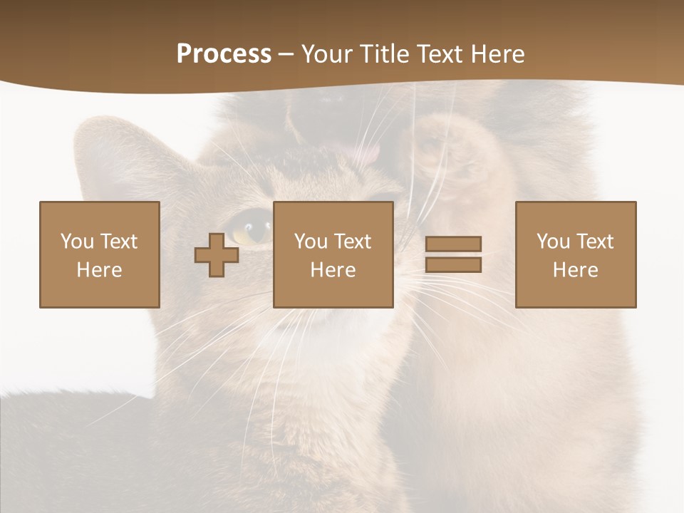 Dreaminess Cat Staring PowerPoint Template