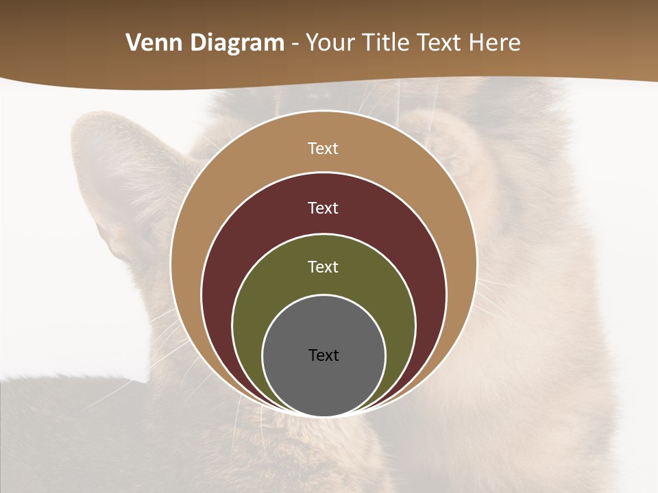 Dreaminess Cat Staring PowerPoint Template