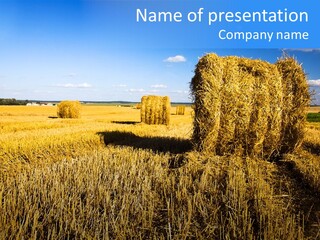 Season Wheat Blue PowerPoint Template