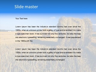 Season Wheat Blue PowerPoint Template