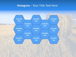Season Wheat Blue PowerPoint Template