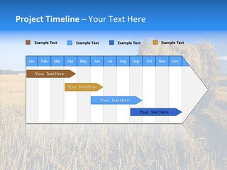 Season Wheat Blue PowerPoint Template