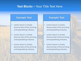 Season Wheat Blue PowerPoint Template