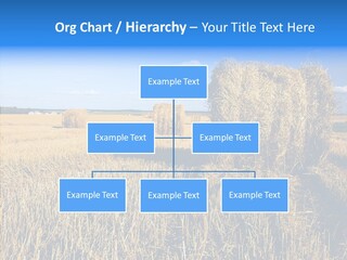 Season Wheat Blue PowerPoint Template