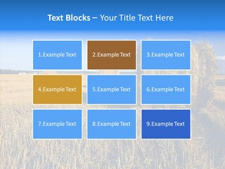 Season Wheat Blue PowerPoint Template