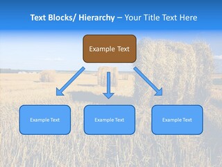 Season Wheat Blue PowerPoint Template
