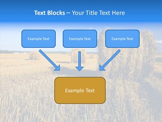 Season Wheat Blue PowerPoint Template