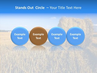Season Wheat Blue PowerPoint Template