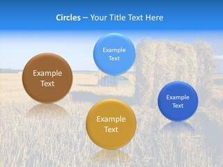 Season Wheat Blue PowerPoint Template