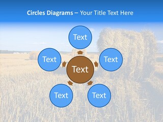 Season Wheat Blue PowerPoint Template
