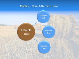 Season Wheat Blue PowerPoint Template