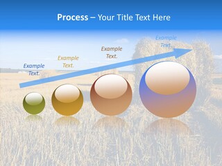 Season Wheat Blue PowerPoint Template