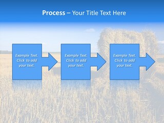 Season Wheat Blue PowerPoint Template