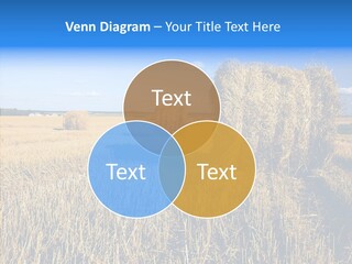 Season Wheat Blue PowerPoint Template