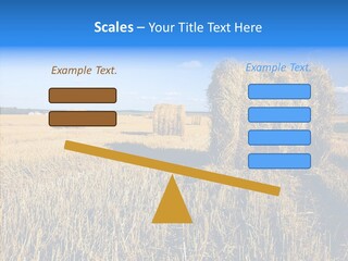 Season Wheat Blue PowerPoint Template