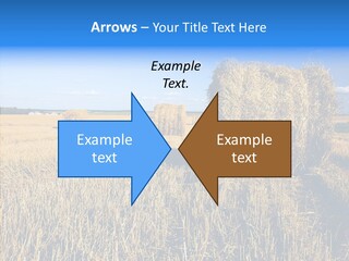Season Wheat Blue PowerPoint Template