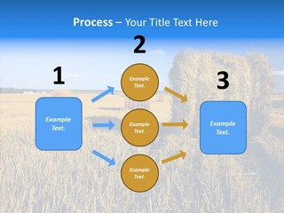 Season Wheat Blue PowerPoint Template