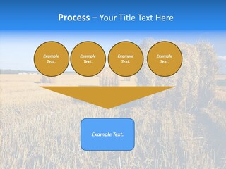 Season Wheat Blue PowerPoint Template