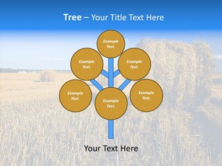 Season Wheat Blue PowerPoint Template