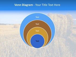 Season Wheat Blue PowerPoint Template