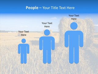 Season Wheat Blue PowerPoint Template