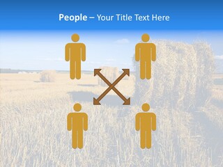 Season Wheat Blue PowerPoint Template