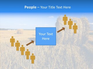 Season Wheat Blue PowerPoint Template
