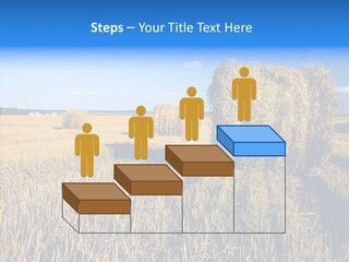 Season Wheat Blue PowerPoint Template