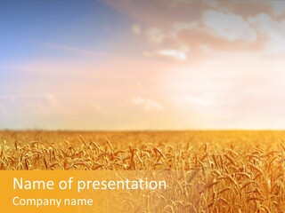 Whole Land Barley PowerPoint Template